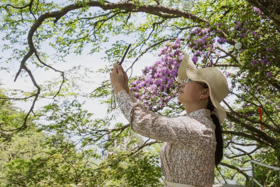 河南鲁山:尧山杜鹃花盛开