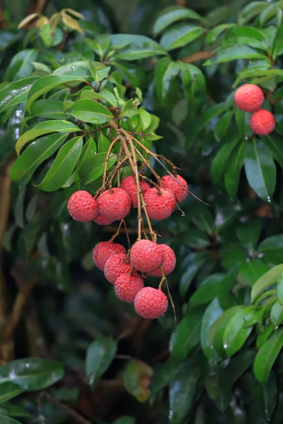 新一代挂绿荔枝"北园绿"采摘进入尾声