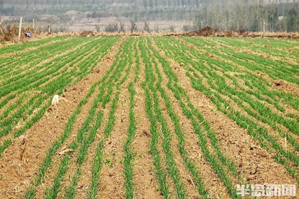 麦苗青青秋已深_腾讯新闻