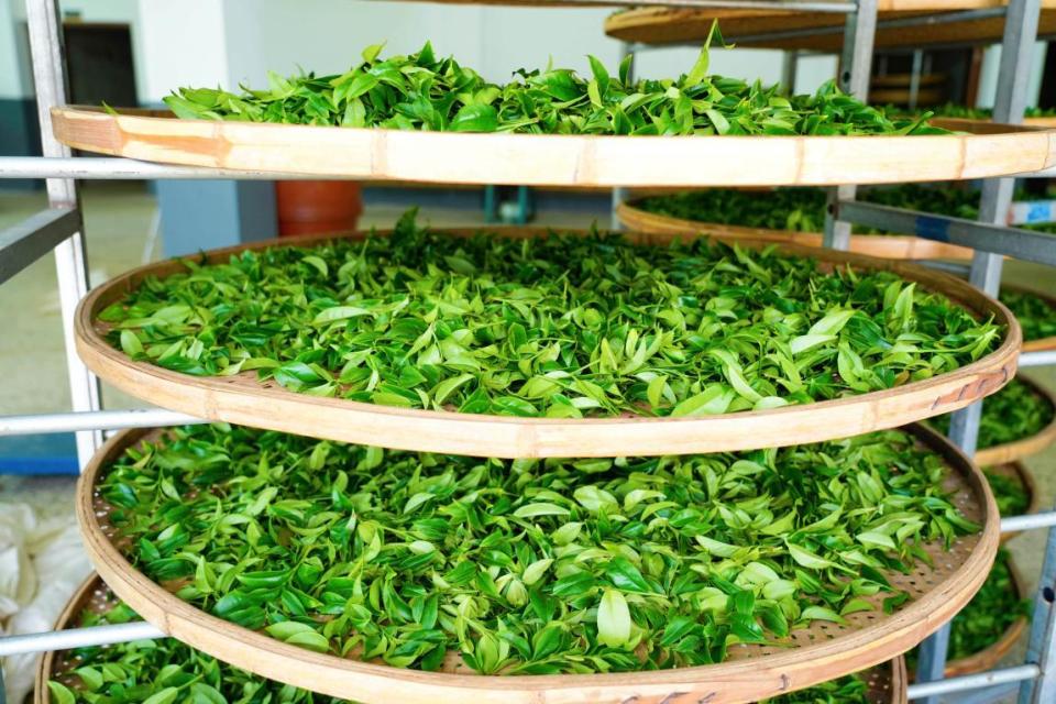 福建炒作茶叶（福建炒作茶叶的地方）《福建炒茶属于什么茶》