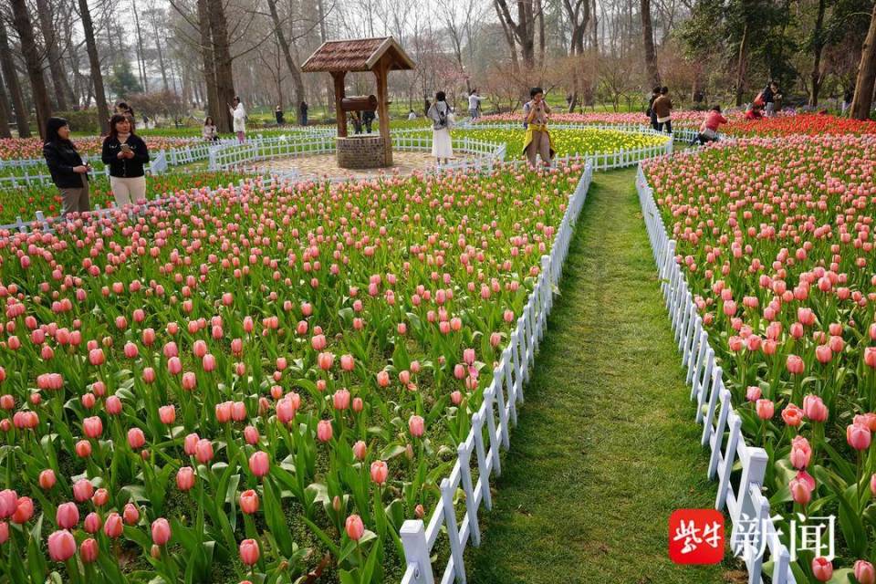 视频|南京中山植物园郁金香盛开,香艳如画春满园