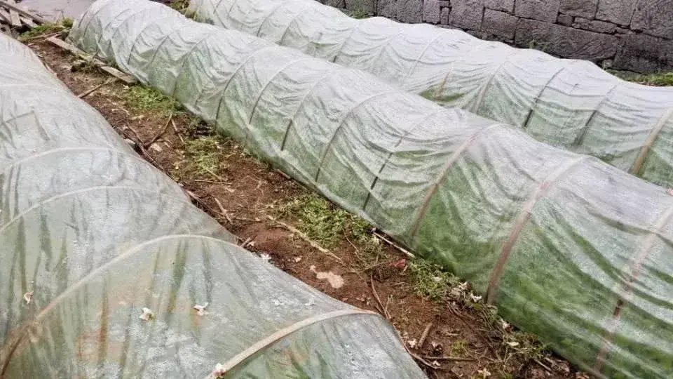 [南方生姜网-图片加载]