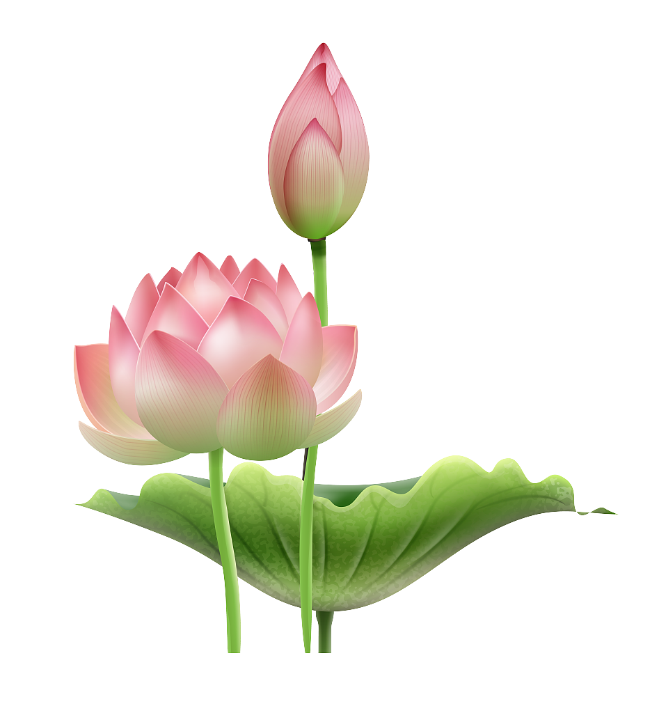 今年夏天妈妈的荷花头像又上新了