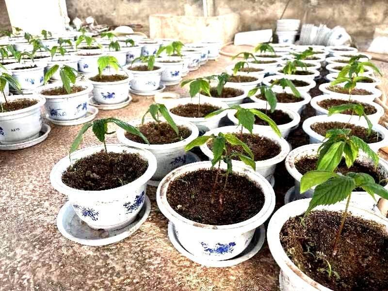 封面专访丨西华师大珙桐研究团队负责人解读:珙桐为什么成为成都大运