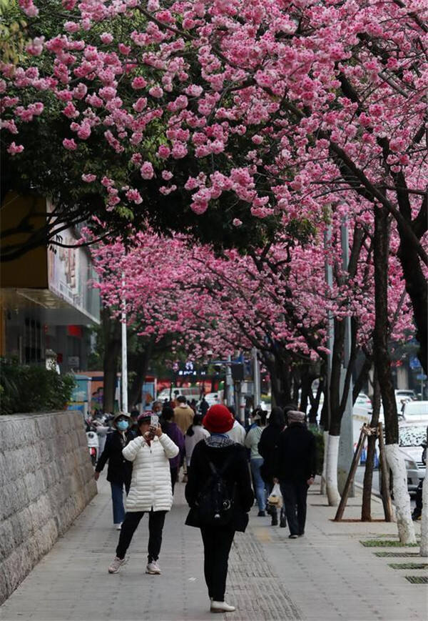 昆明冬樱花大道图片