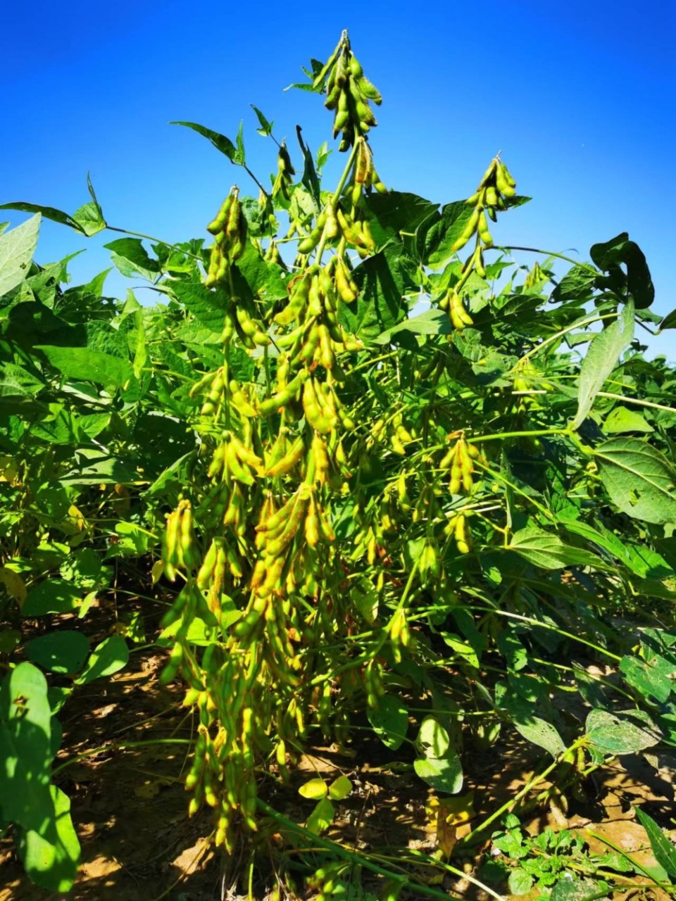 亩产突破500斤 "重庆籍"大豆喜获丰收