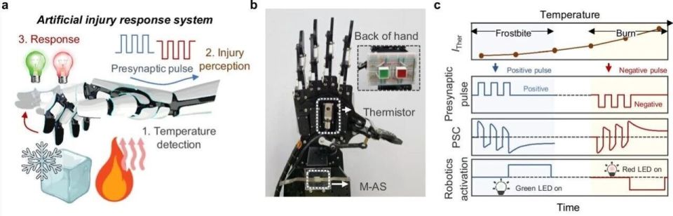 进口脑电图机有哪些追问daily ｜ Science：警惕进口海鱼带来的意外健康风险；推翻教科书，脑皮层活动并非基于吸引子_https://www.jmylbn.com_新闻资讯_第8张