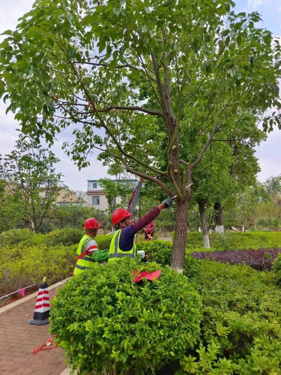 "高手"对决!呈贡区园林绿化技能大赛,他们各显身手