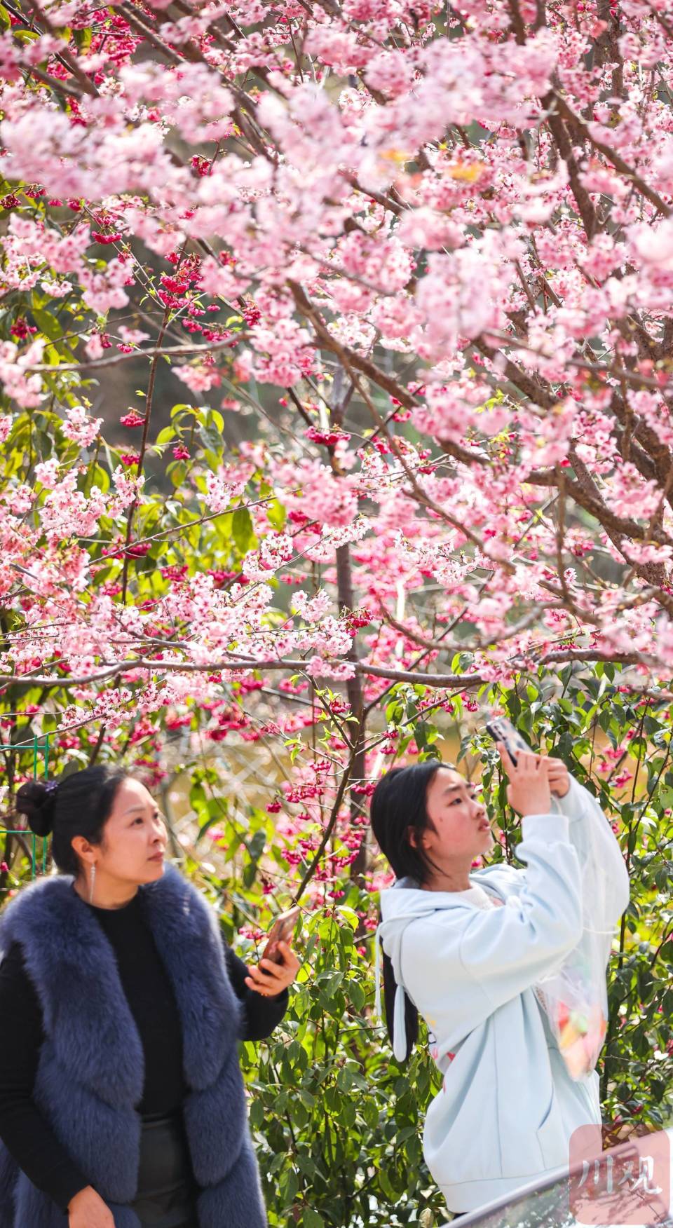c视频|千亩樱花绽放 宜宾翠屏春日美景如诗画
