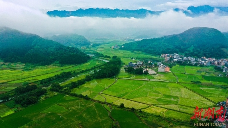 夏日乡村 绿意盎然