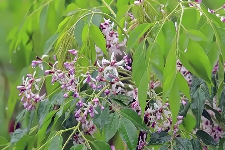 十首苦楝花诗歌，淡雅的紫花，浅夏的风景_腾讯新闻