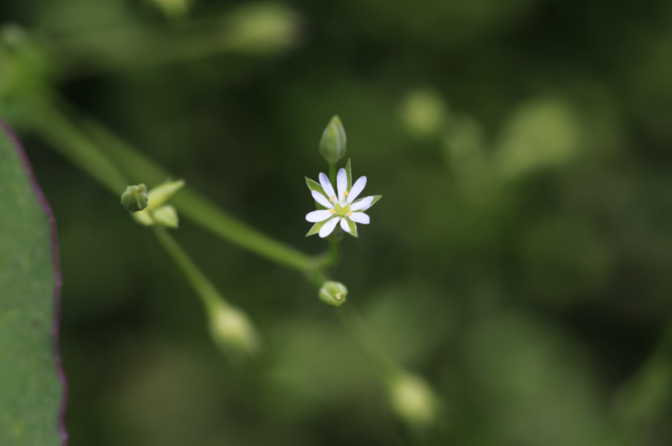 探秘!长白山植物千"种"风情~雀舌草