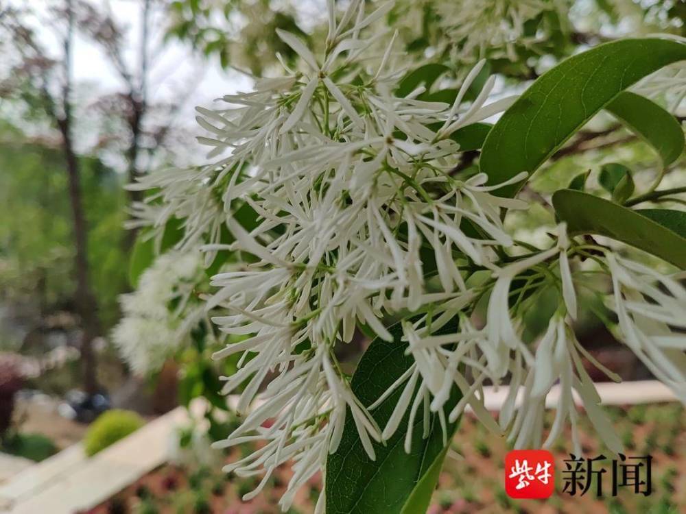 千年雌雄同体糯米花树进入盛花期糯米花随风摇曳糯米花树又称流苏树