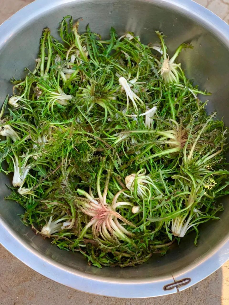又是一年山菜季,寻味白山山野菜～婆婆丁