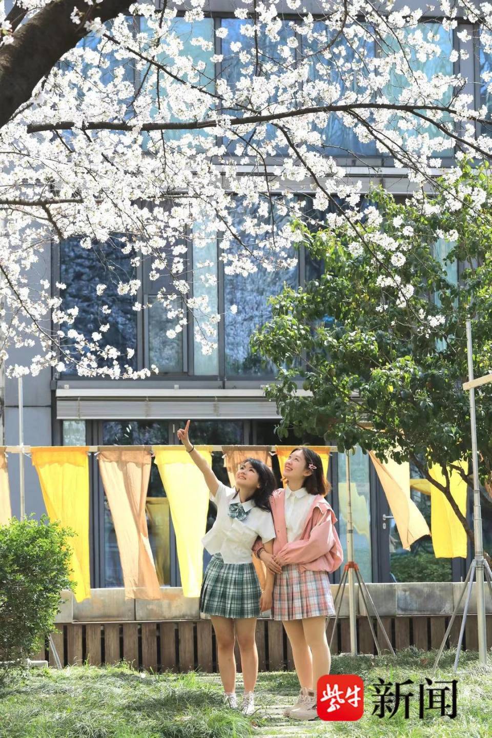 浪漫上线东南大学最美樱花教室化身染坊