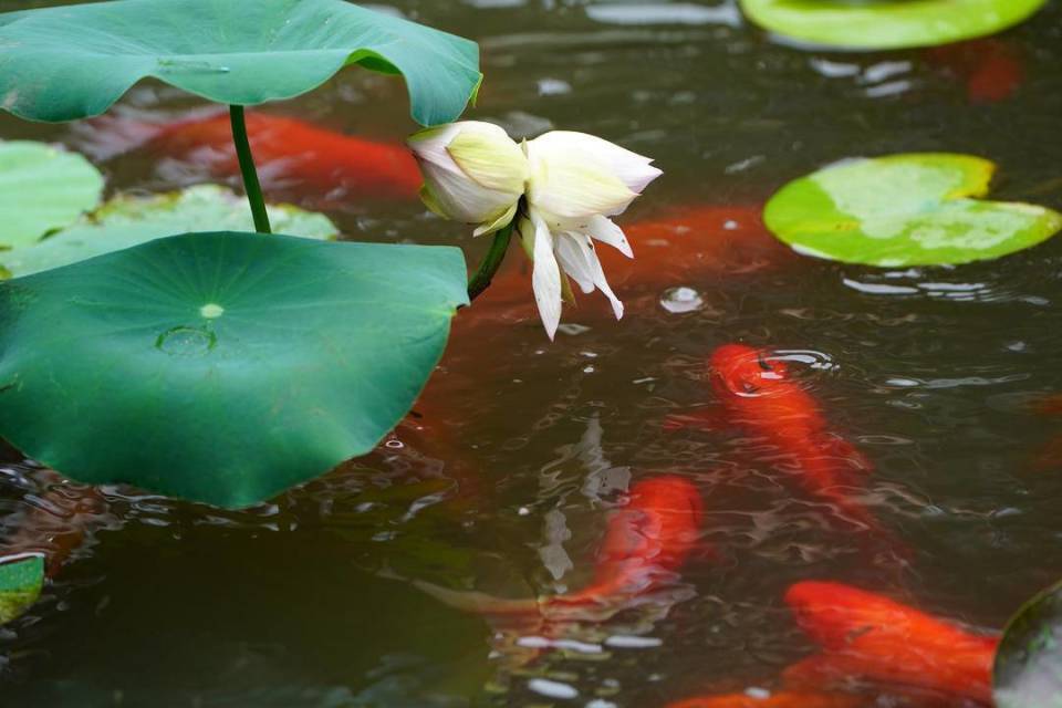 【视频】鱼戏莲花!南京玄武湖并蒂莲绽放,吸引锦鲤顽皮戏水