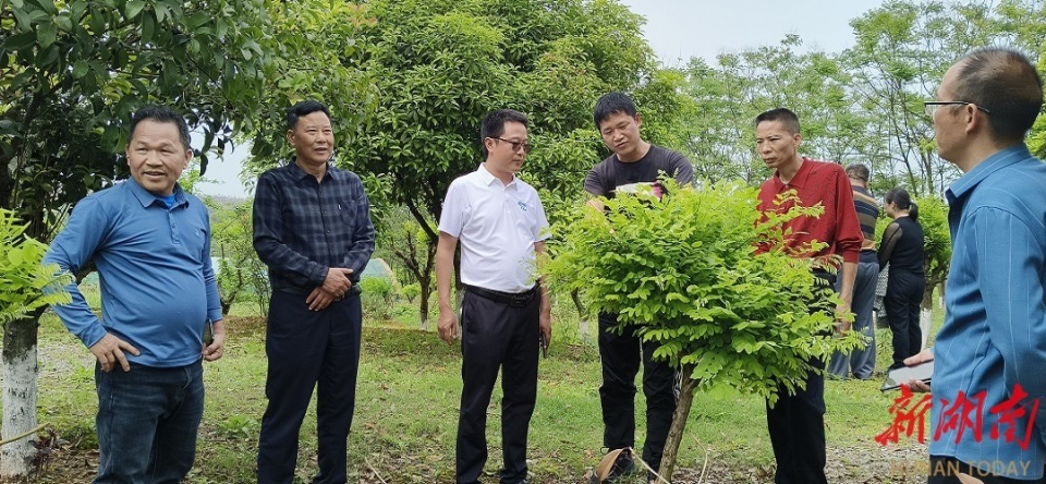 千亩聚宝山林 万亩青葱锦绣 ——记衡阳县返乡创业青年付平国