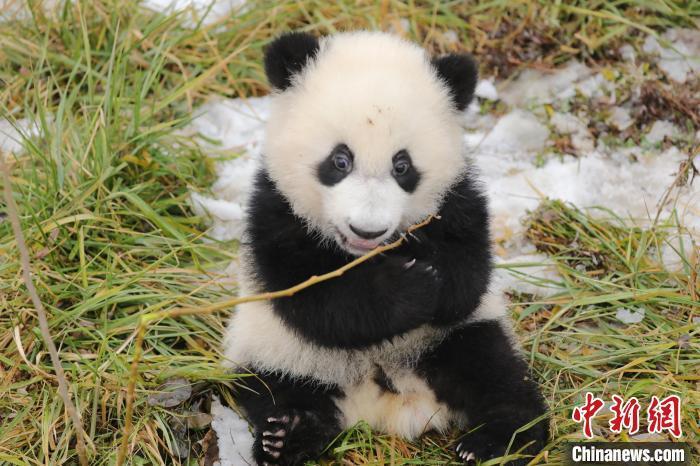 秦岭大熊猫研究中心2023级大熊猫宝宝给大家拜年