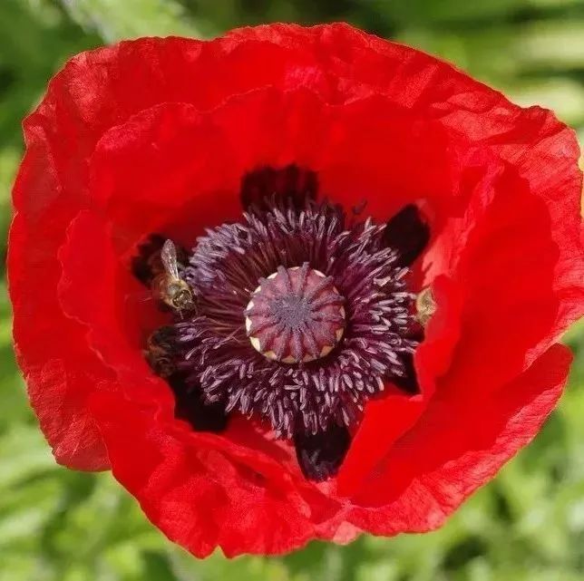 罂粟壳含有吗啡,可特因等,作为调料使用会让人产生依赖感.