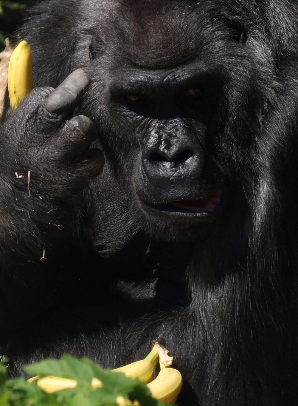 大猩猩的50岁生日
