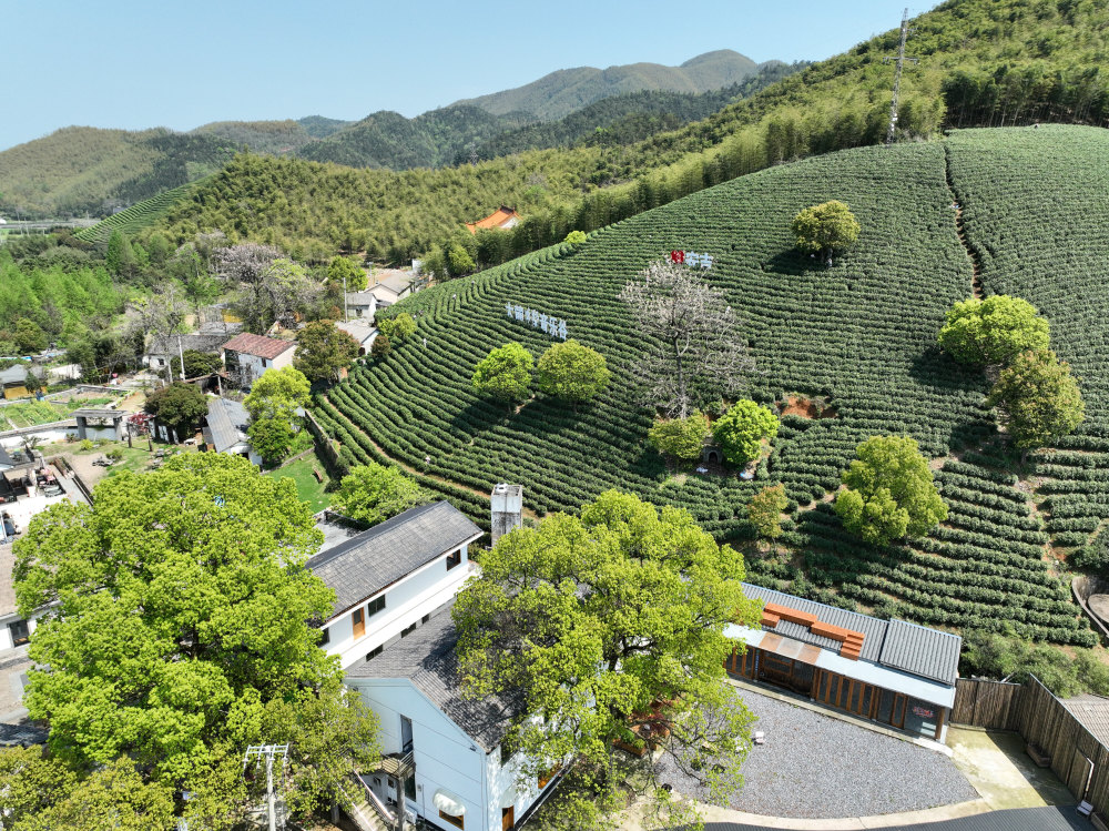 安吉县上墅乡上墅村,茶山和一个乡村文旅项目结合在一起(无人机照片)