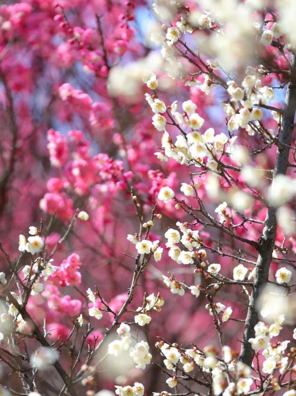 莳出锦梅花开花图片图片