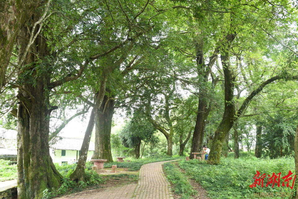 郴林木秀10汝城这个古树群被称为护村神龙