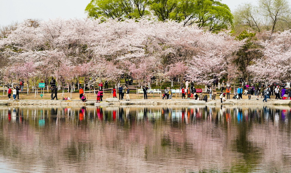 玉渊潭公园赏花图片