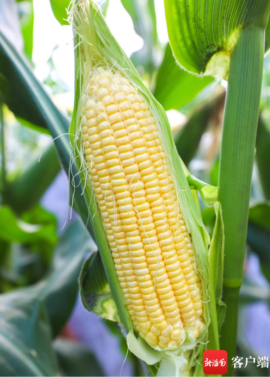海南征集玉米瓜菜种植新品种