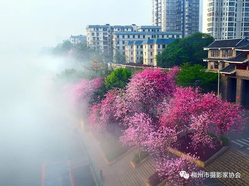 柳州紫荆花文化图片