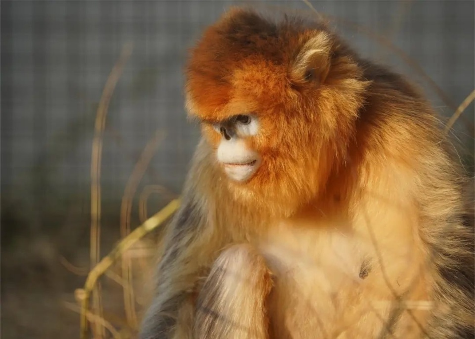 武汉川金丝猴宝宝 2_腾讯新闻