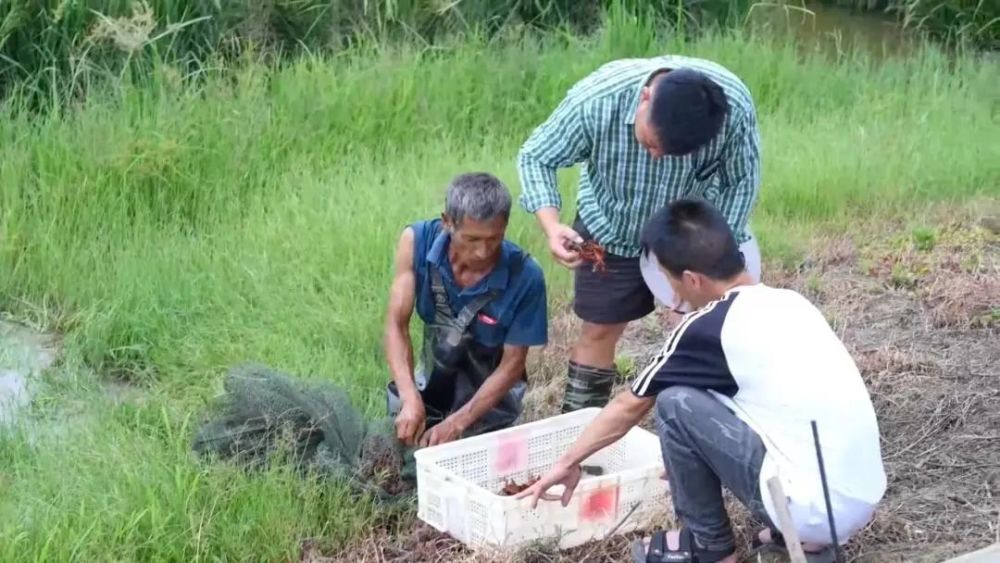 致富经虾_致富经虾_致富虾真的