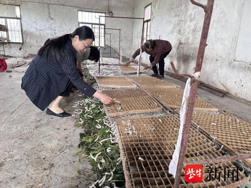 蚕农们正把一只只身体发亮的熟蚕撒到方格蔟上,有的蚕儿正在寻找自己