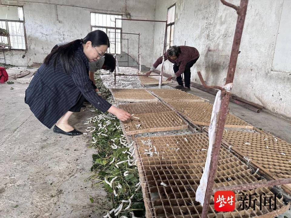 在海安市隆政街道新丰村十五组的村民王德月家里,养蚕大棚内一片繁忙