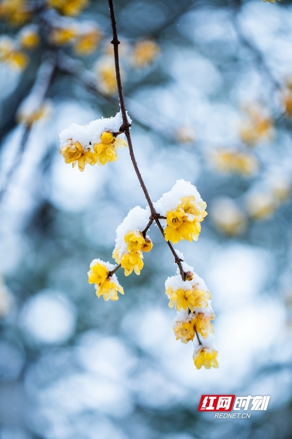 冬日邵阳雪中的腊梅