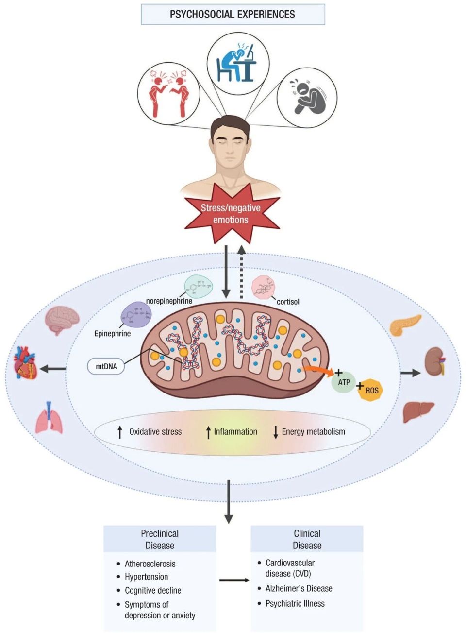 进口脑电图机有哪些追问daily ｜ Science：警惕进口海鱼带来的意外健康风险；推翻教科书，脑皮层活动并非基于吸引子_https://www.jmylbn.com_新闻资讯_第4张