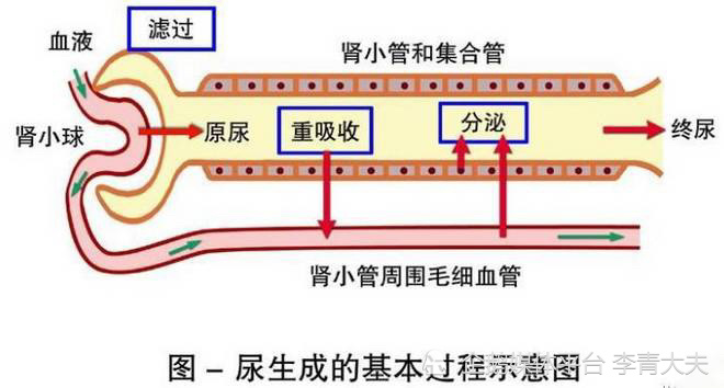 肾小球血液循环结构图图片