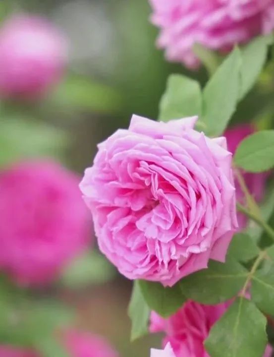 蔷薇,月季花开,省会打造烂漫打卡地