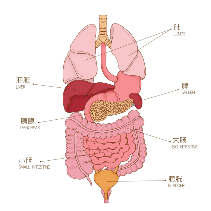 人体最低调的器官,有一个致命弱点