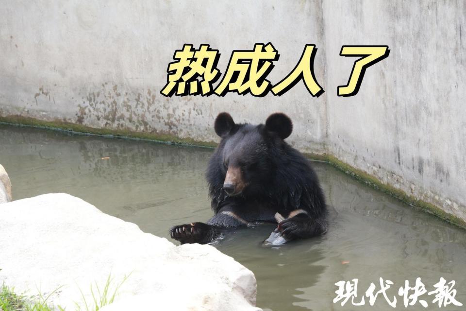 太热了!动物们"摆烂"摆出表情包