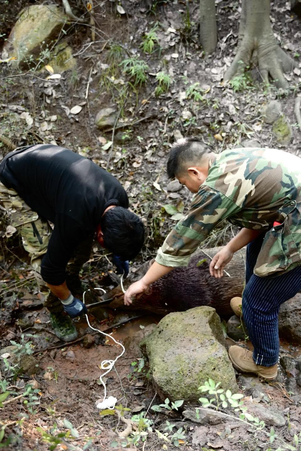 揭秘“野猪猎捕队”｜“职业猎人”月薪过万，飞手、机油手各司其职 有团队一年投入百万元