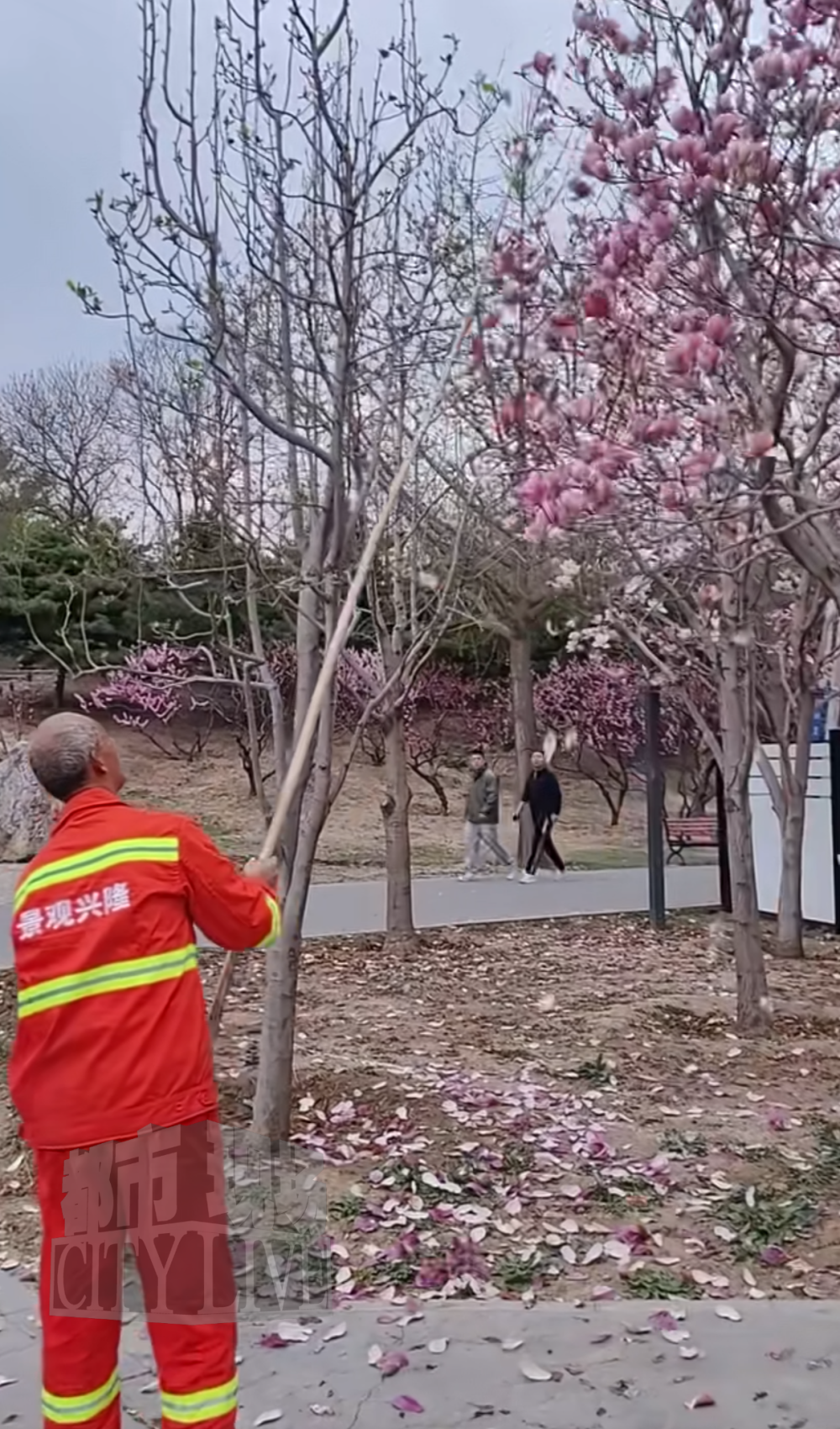 保洁员手持竹竿打落树上盛开鲜花 游客制止无效