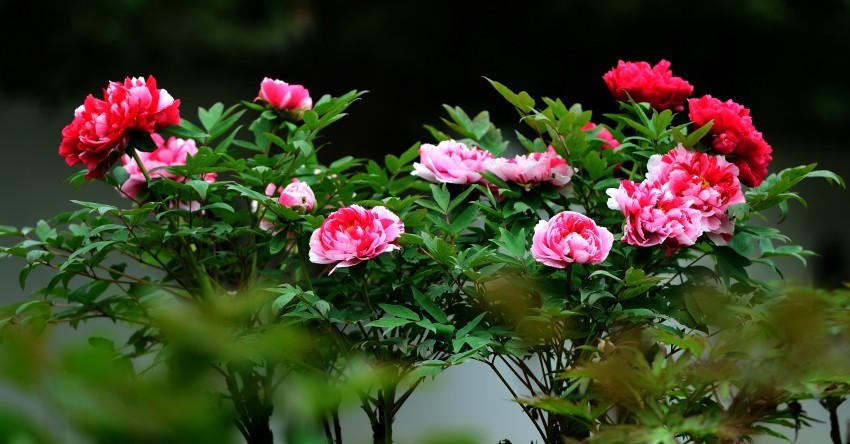 赏牡丹乐游园成都彭州牡丹花会趣味多