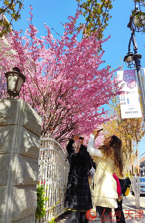 天津市五大道春意盎然赏花正当时