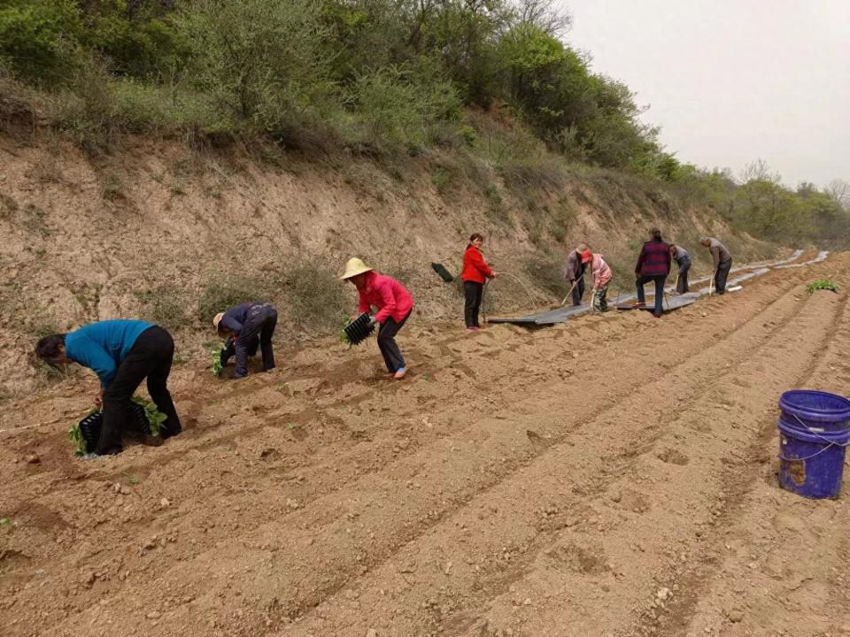 麟游县招贤镇:春风化雨润民心 烤烟种植绘新篇
