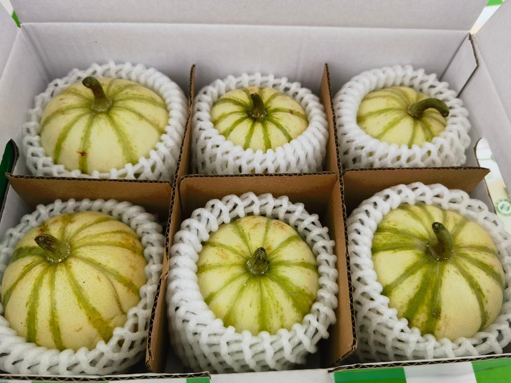 6只售价100元作为沪郊四大名瓜之一亭林雪瓜新品上市