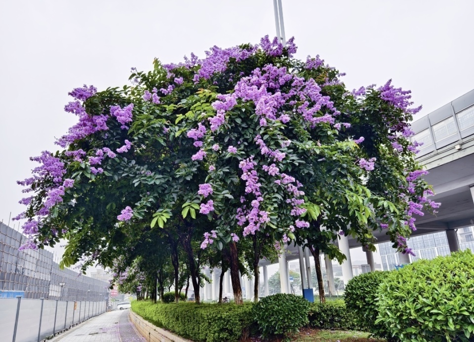 洋紫薇,花大叶大,被誉为行道树中的美女,花开时灿若烟霞,花期为5月