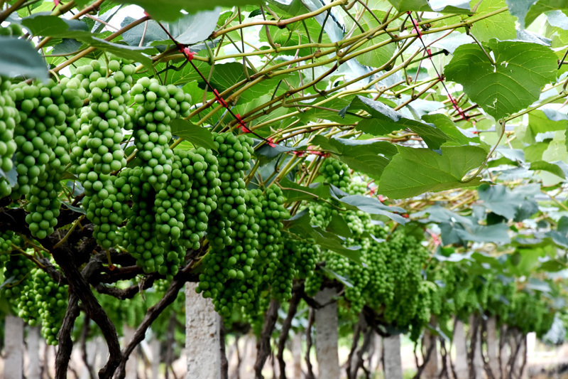 昭通昭阳:"红玫瑰"葡萄助力果农增收