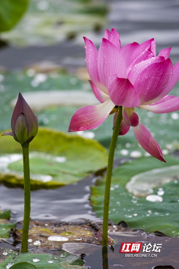 又见"夏雨荷"!长沙西湖公园:雨后荷花承恩露,人间夏日好清凉