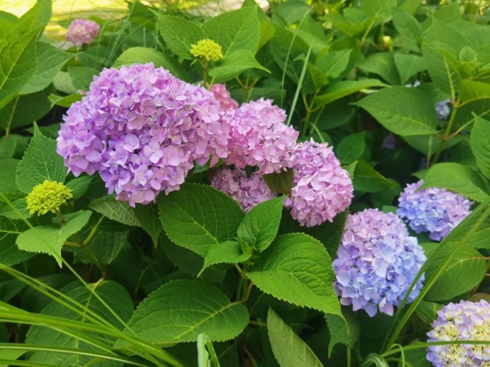 长宁这些公园,绿地里的"梦幻之花"正在盛放